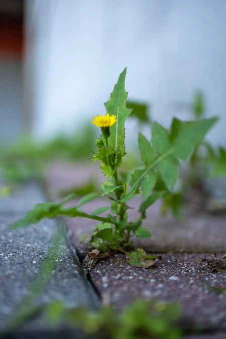 Solitary Pavement Flower