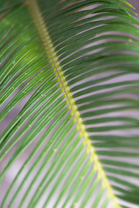 Close-up of a Palm Leaf