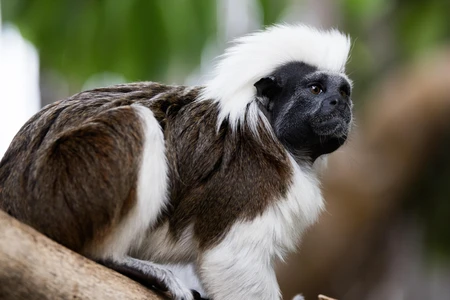Portrait of a Cotton-top Tamarin