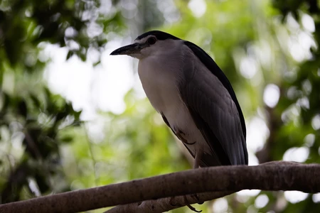 Bird on a Branch