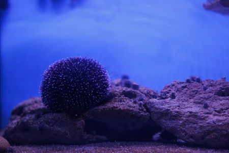 Underwater Sea Urchin