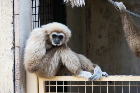 Gibbon Relaxing on a Fence