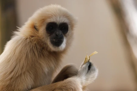 Gibbon Eating