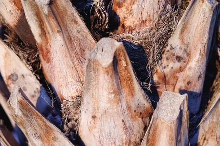 Close-up of Palm Tree Texture