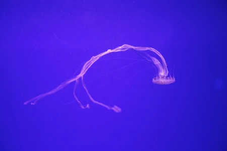 Ethereal Jellyfish in Ocean Blue
