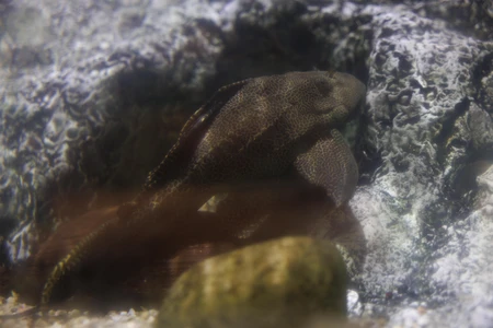 Underwater Creature Among Stones