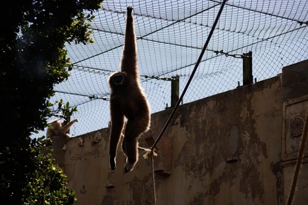 Gibbon Swinging in Enclosure