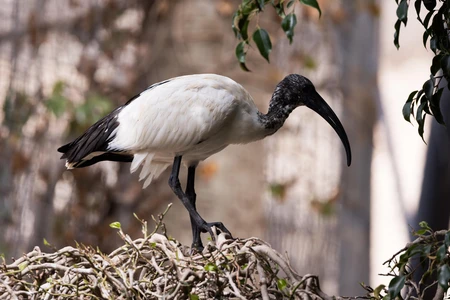 Black-headed Ibis on Branch