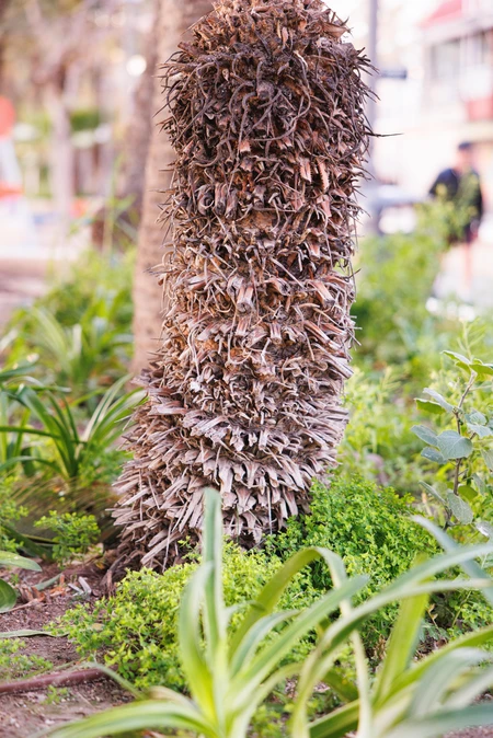 Close-up of a Textured Tree Trunk