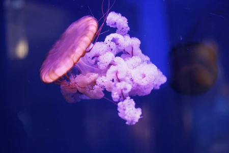 Graceful Jellyfish Swim