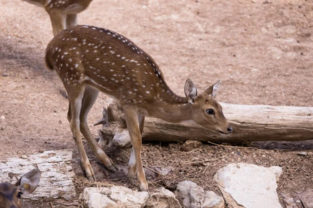 Fawn in the Wild