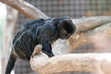 Small Black Monkey on a Branch