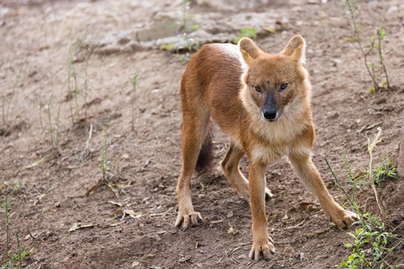 Wild Canine in Natural Habitat
