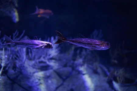 Underwater Serenity