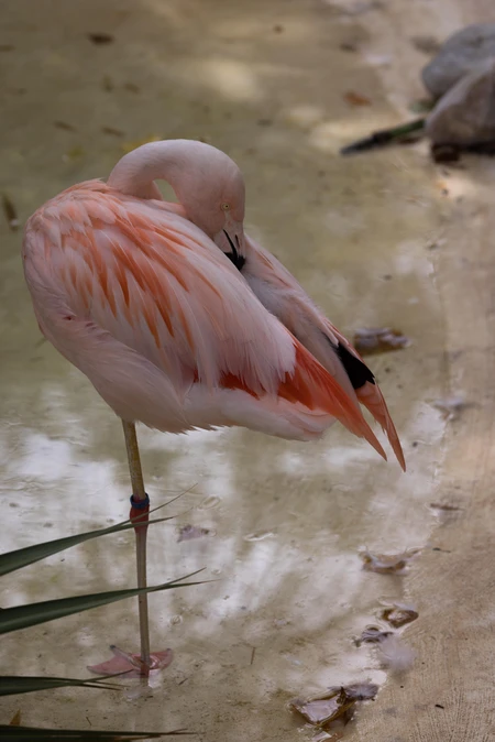 Serene Flamingo