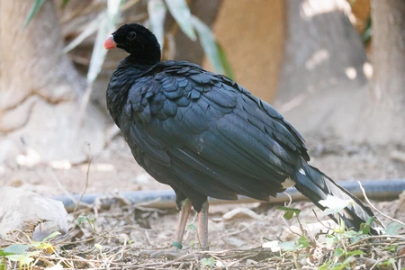 Wildlife Bird in Habitat