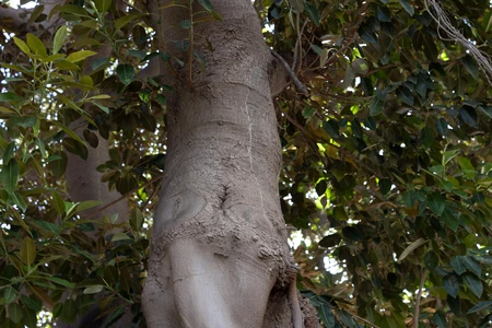 Textured Tree Trunk