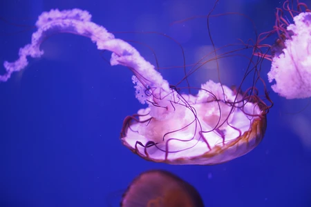 Graceful Jellyfish in Blue Waters