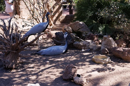 Cranes in Natural Habitat