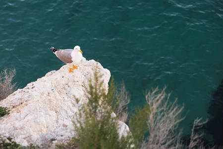 Seagull on a Cliff