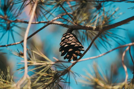 Pine Cone in Nature