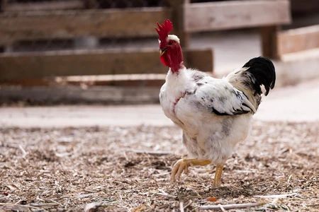 Farmyard Rooster