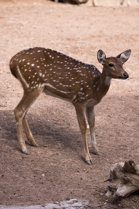 Spotted Deer in Natural Habitat