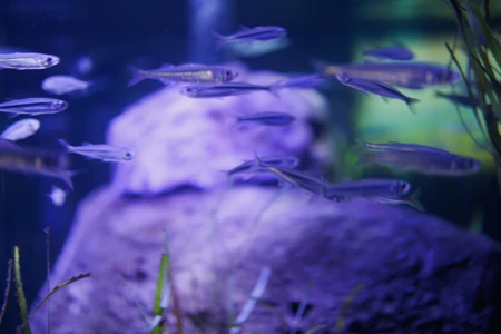 Underwater Harmony