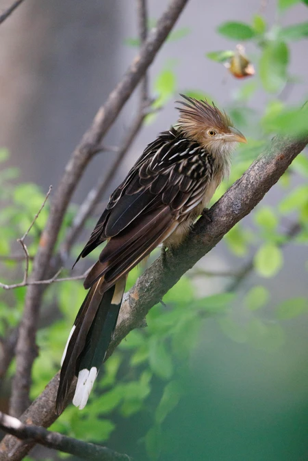 Elegant Bird on a Branch
