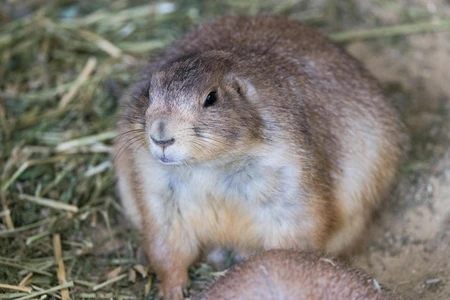 Close-up of a Prairie Dog