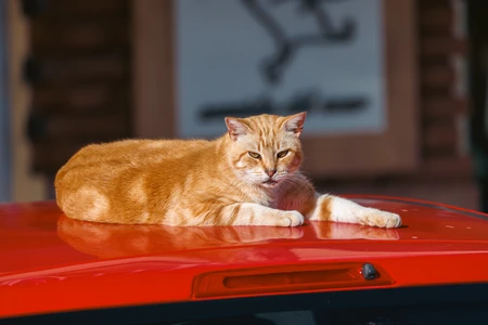 Cat on a Car