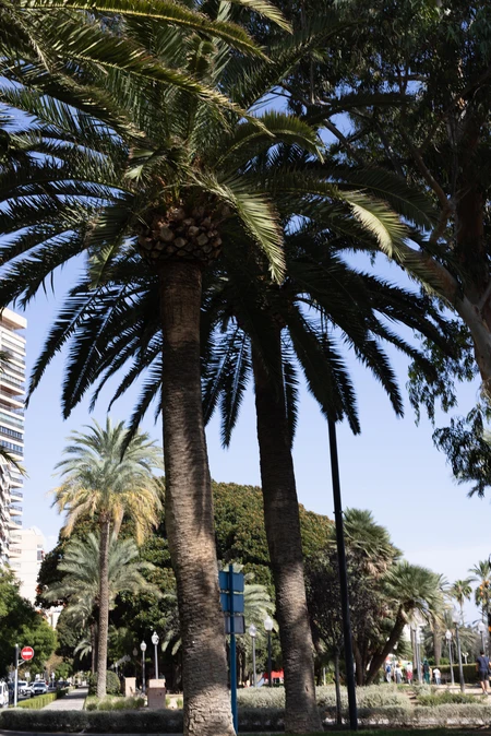 Palm Trees in Urban Park