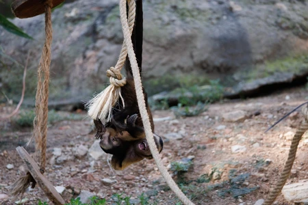 Playful Monkey on Rope