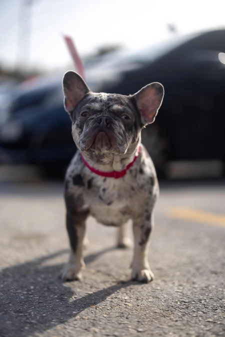 Playful French Bulldog