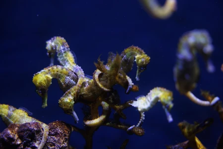 Seahorses in the Ocean