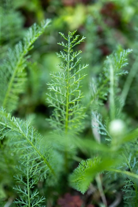 Lush Greenery Close-up