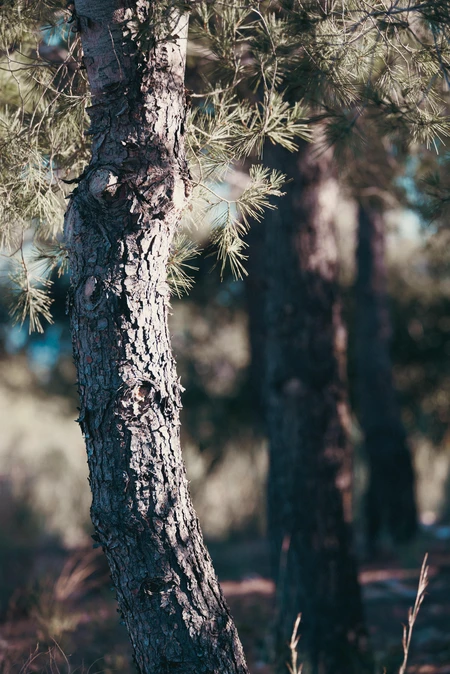 Textured Tree Trunk in Sunlight