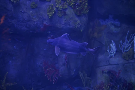 Underwater Marine Life