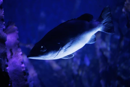 Underwater Fish in Blue Light