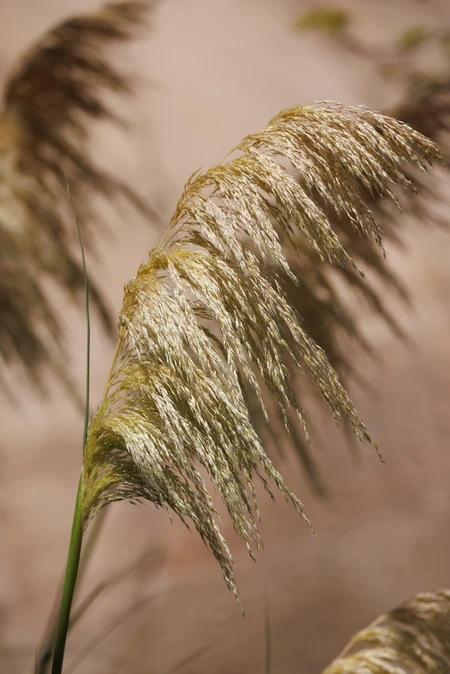 Golden Wild Grass