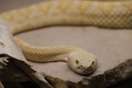 Close-up of a Yellow Snake