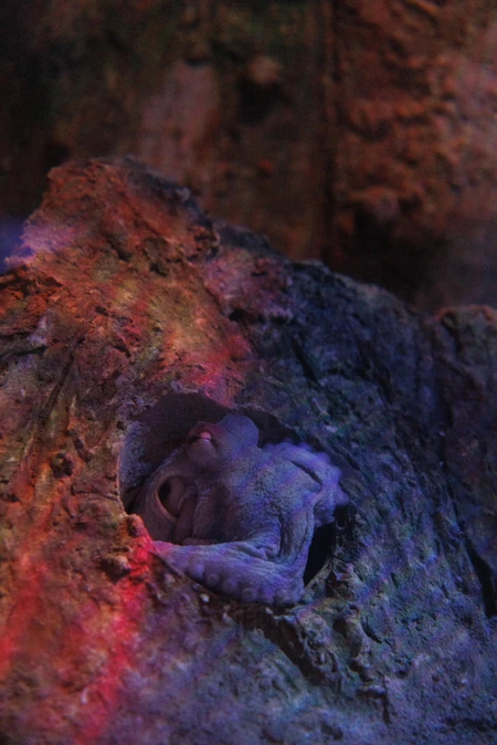 Camouflaged Octopus