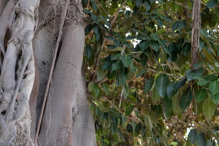Tree Trunk and Foliage