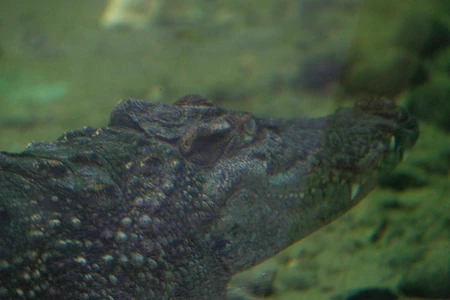 Submerged Crocodile