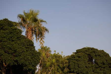 Serene Palms