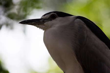 Close-up of a Heron