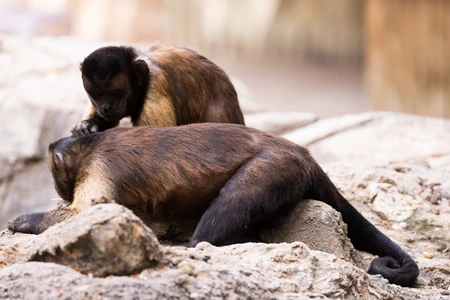 Capuchin Monkeys Grooming