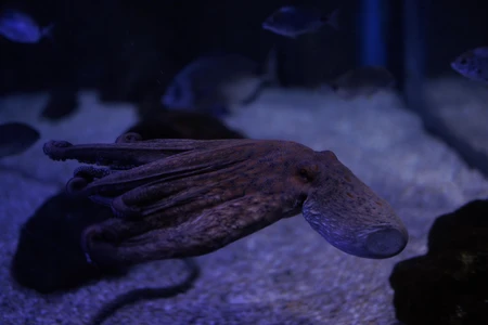 Underwater Octopus