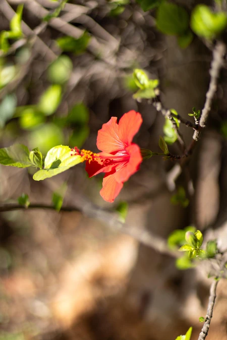 Vibrant Hibiscus Bloom