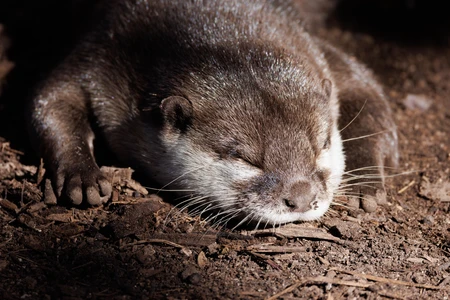 Sleeping Otter